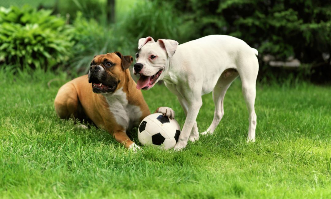 Best Dog Breeds for Families